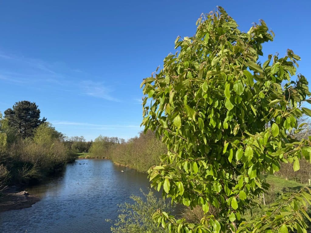 Wildlife pond and young cherry tree at the Gift a Tree nature reserve