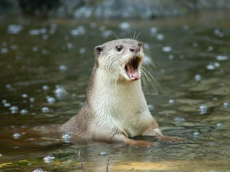 Otter representing the wildlife returning to Gift a Tree