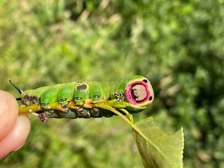 Puss moth caterpillar found feeding on willow and poplar trees at Bradford Farm
