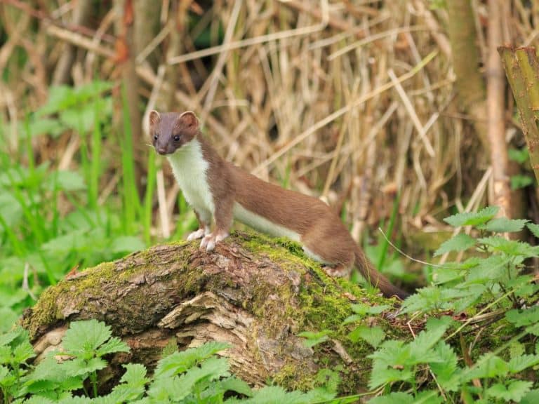 Stoat among natural vegetation at the Gift a Tree nature reserve