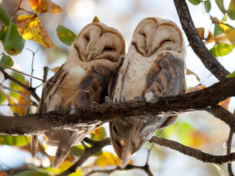 Young owls representing the birdlife supported at Bradford Farm
