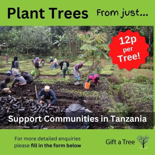 Plant trees Tanzania